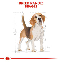 Thumbnail for Breed Health Nutrition Beagle Adult 3 KG