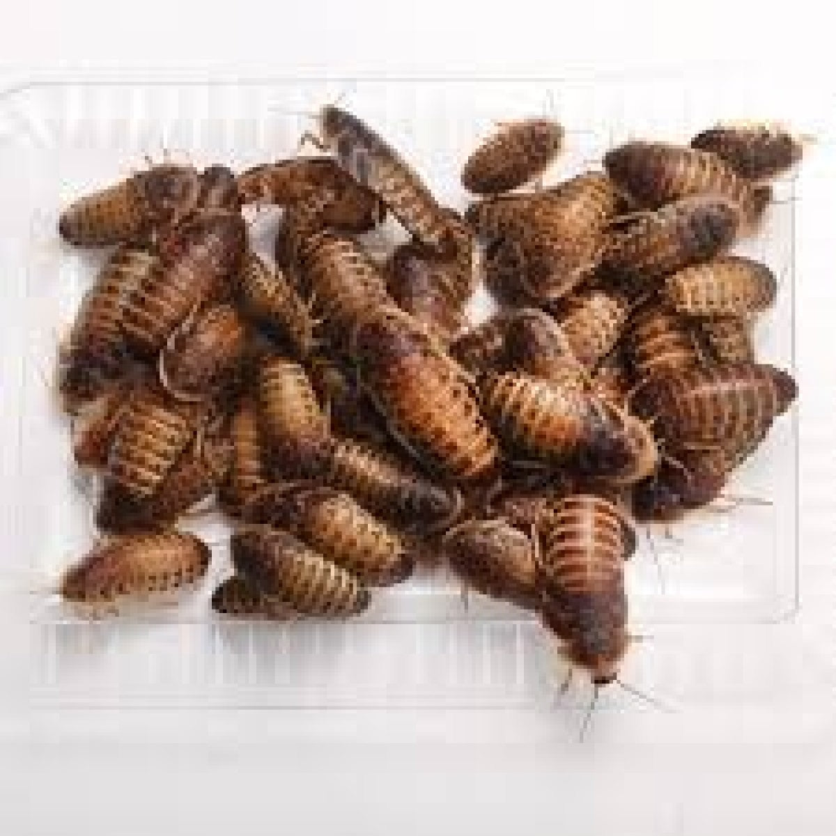 FEEDER DUBIA ROACHES XL (PACK OF 10 PCS)