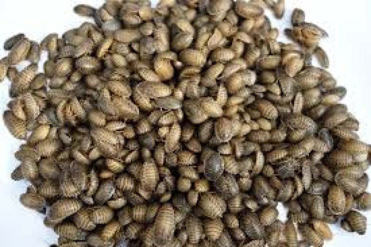 Feeder Dubia Roaches M (pack of 20 PCS)