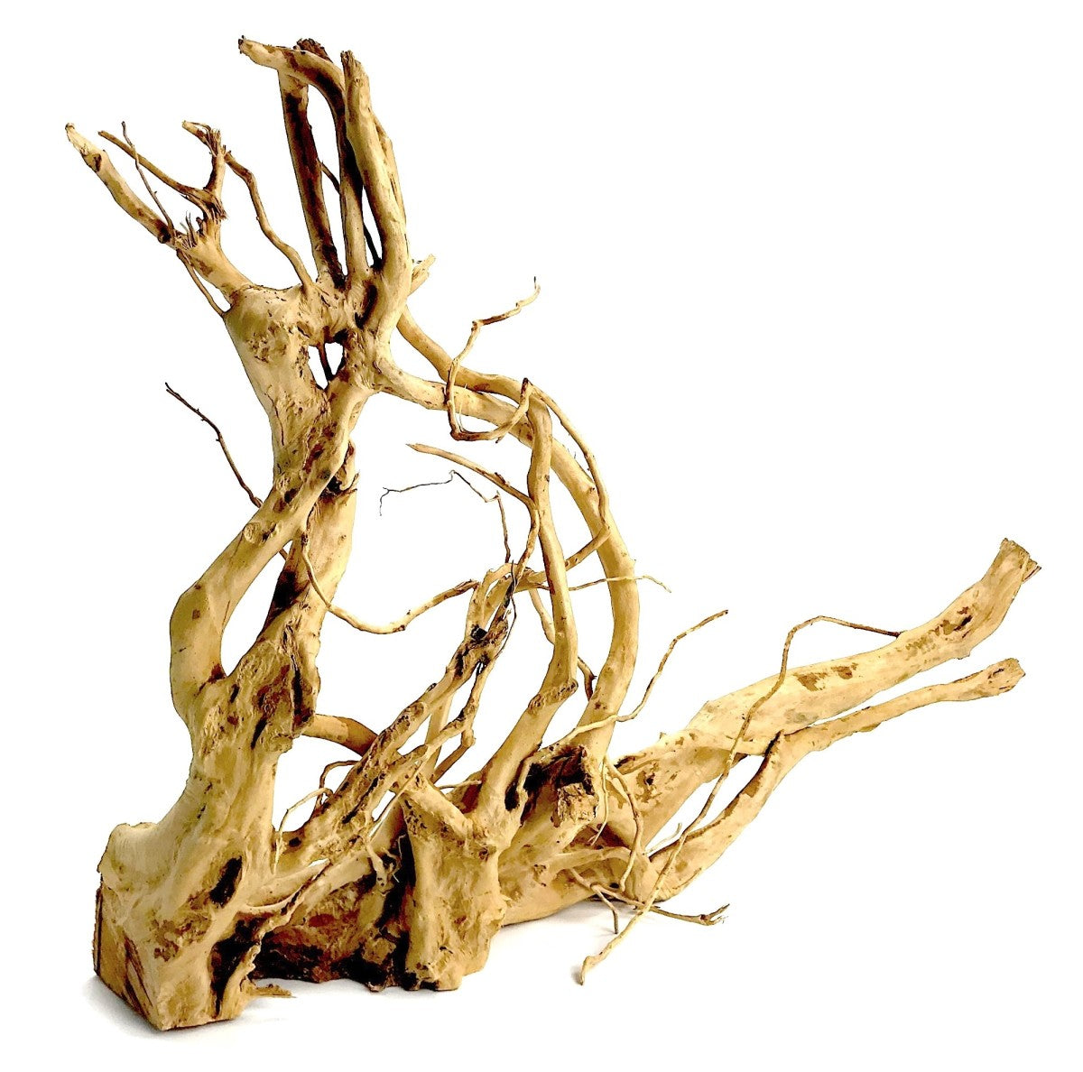 Wood Root - XXL / 60-80CM / pc