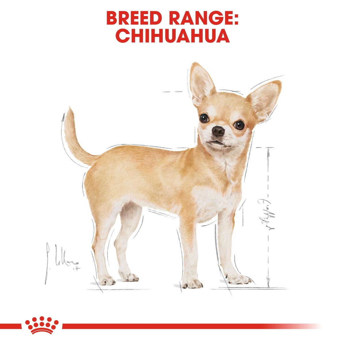 Breed Health Nutrition Chihuahua Adult 1.5 KG