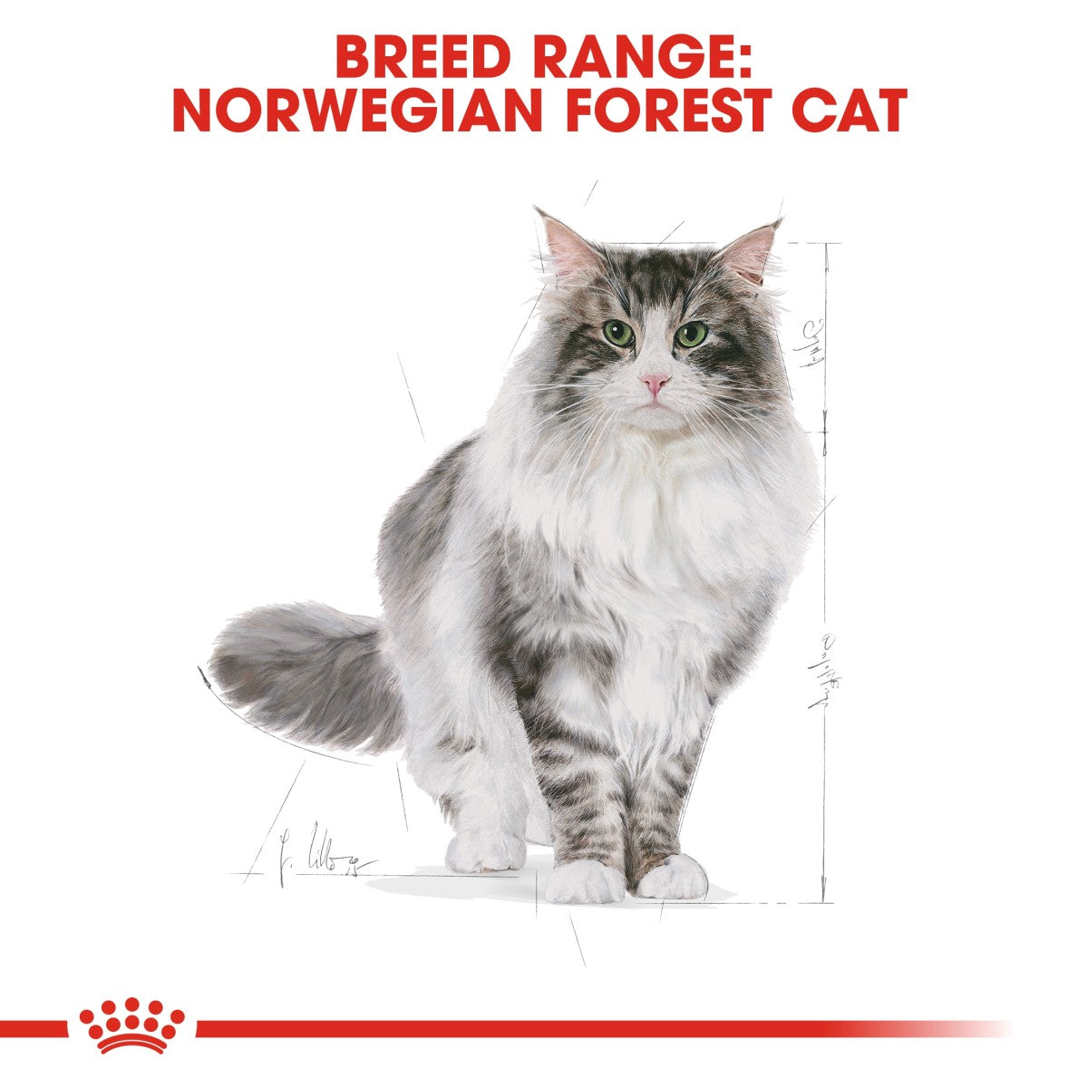 Feline Breed Nutrition Norwegian Forest Cat Adult 2 KG