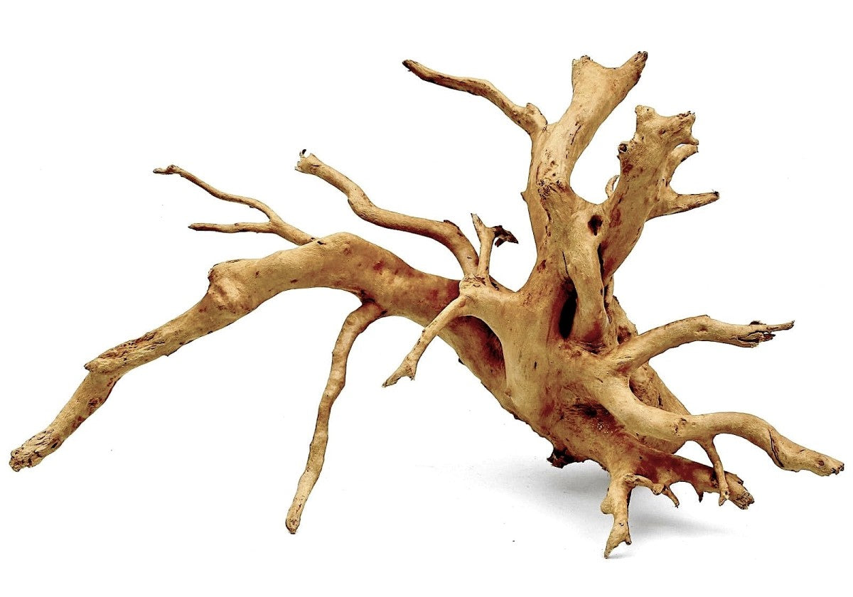 Wood Root - XL / 51-60CM / box