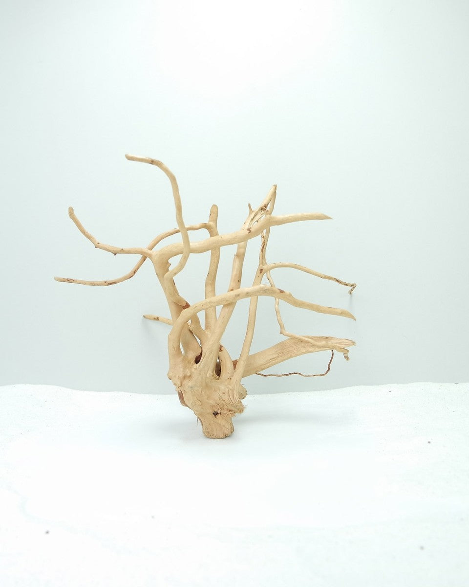 Wood Root - Medium / 31-40CM / box