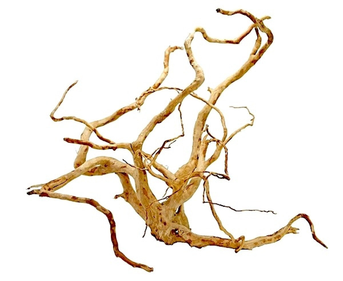 Wood Root - Medium / 31-40CM / box