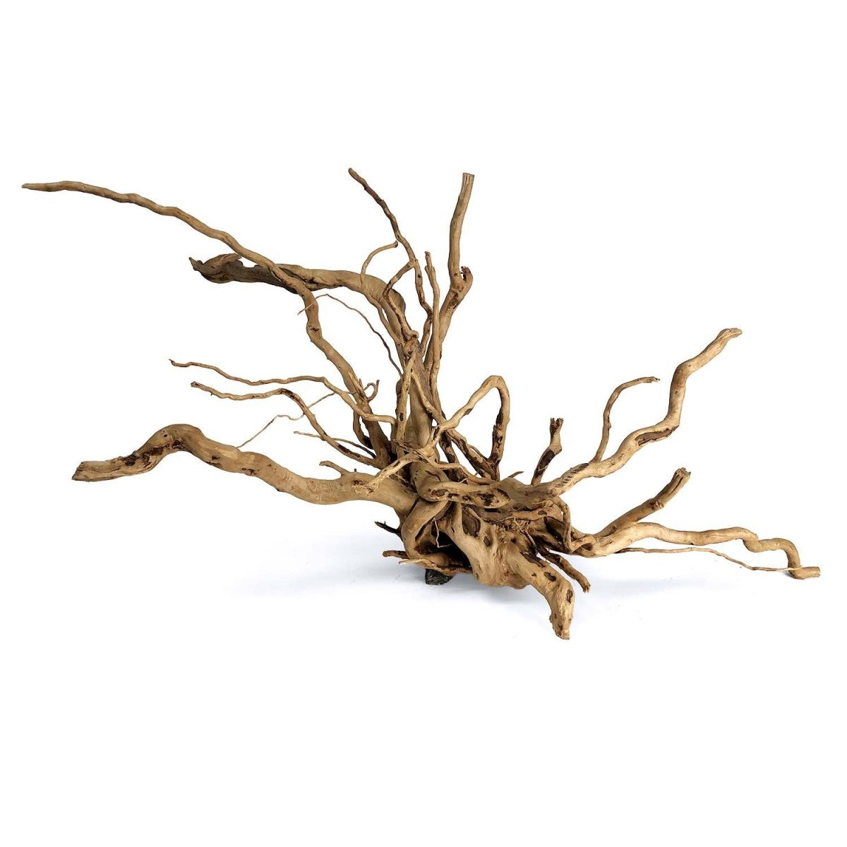 Wood Root - Medium / 31-40CM / box