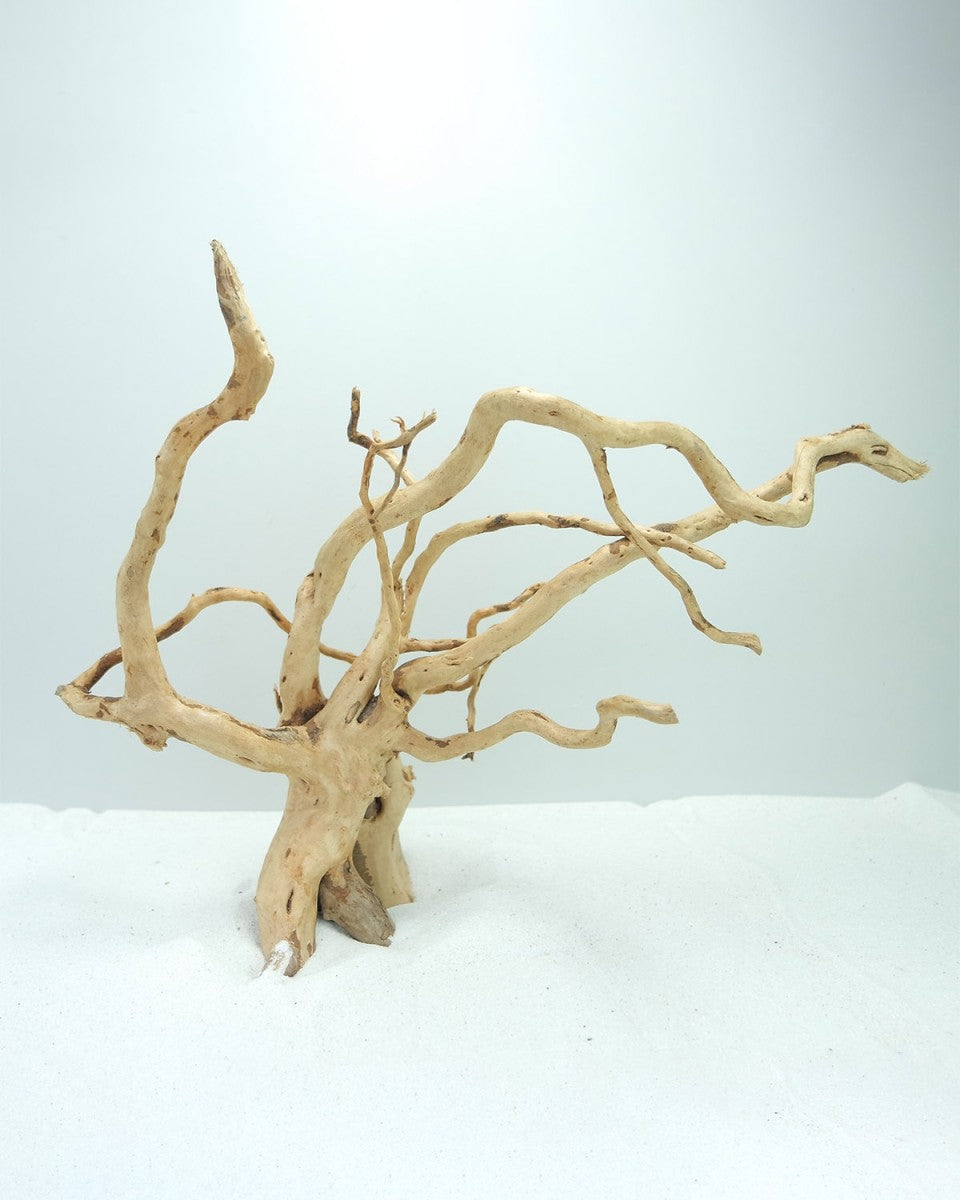 Wood Root - Large / 41-50CM / box