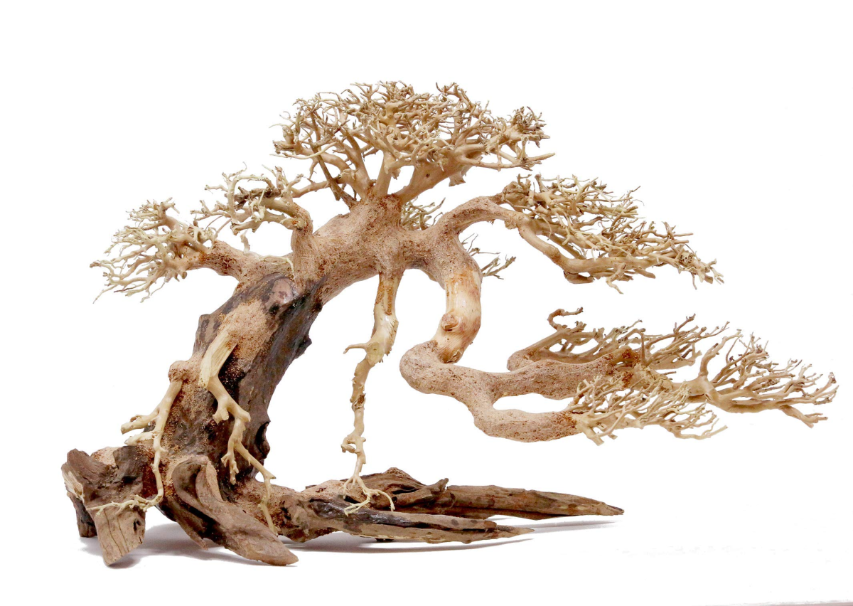 Bonsai Wood - Medium Large / 35x25x18CM / box