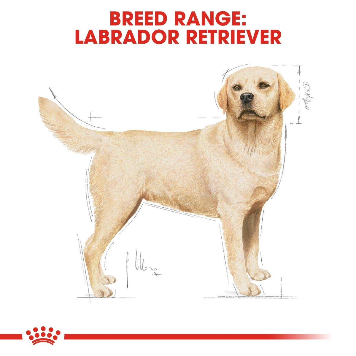 Breed Health Nutrition Labrador Adult 12 KG