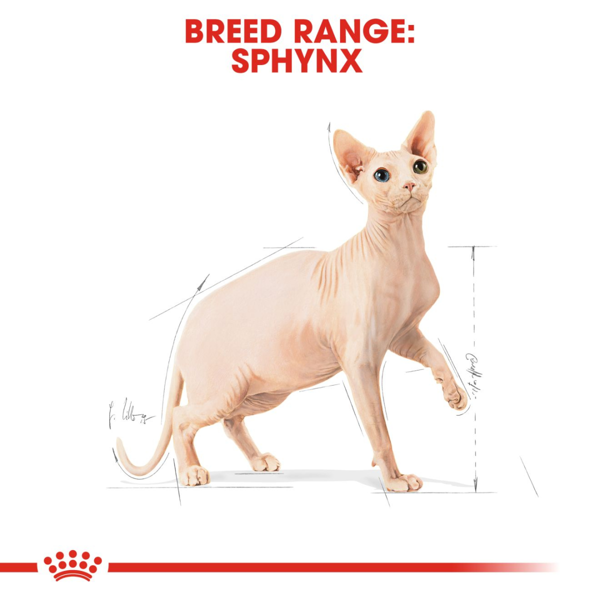 Feline Breed Nutrition Sphynx 2 KG