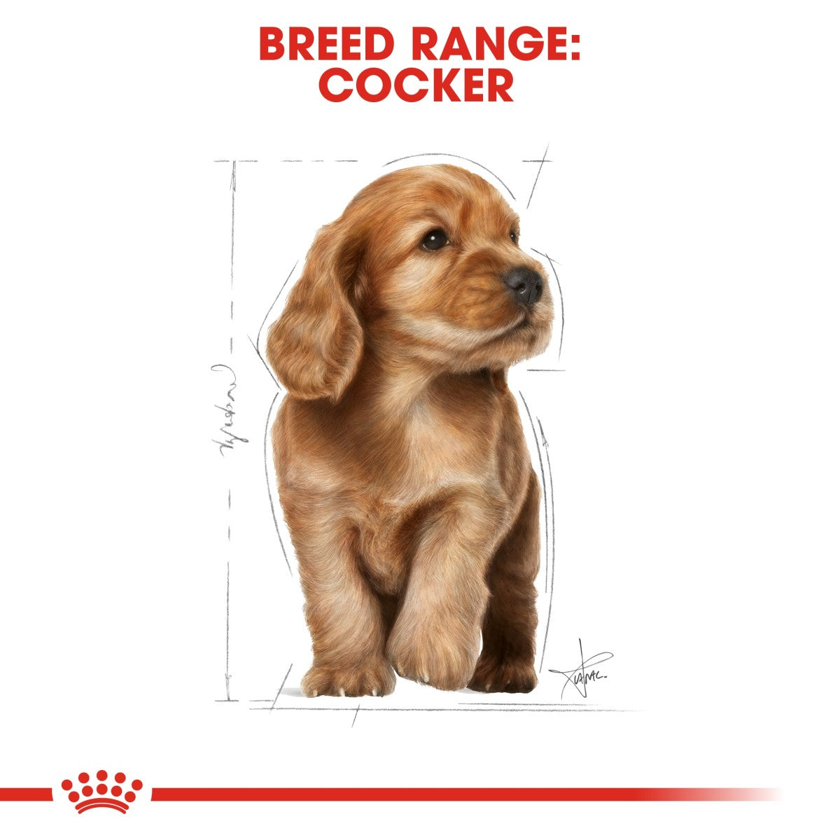 Breed Health Nutrition Cocker Puppy 3 KG