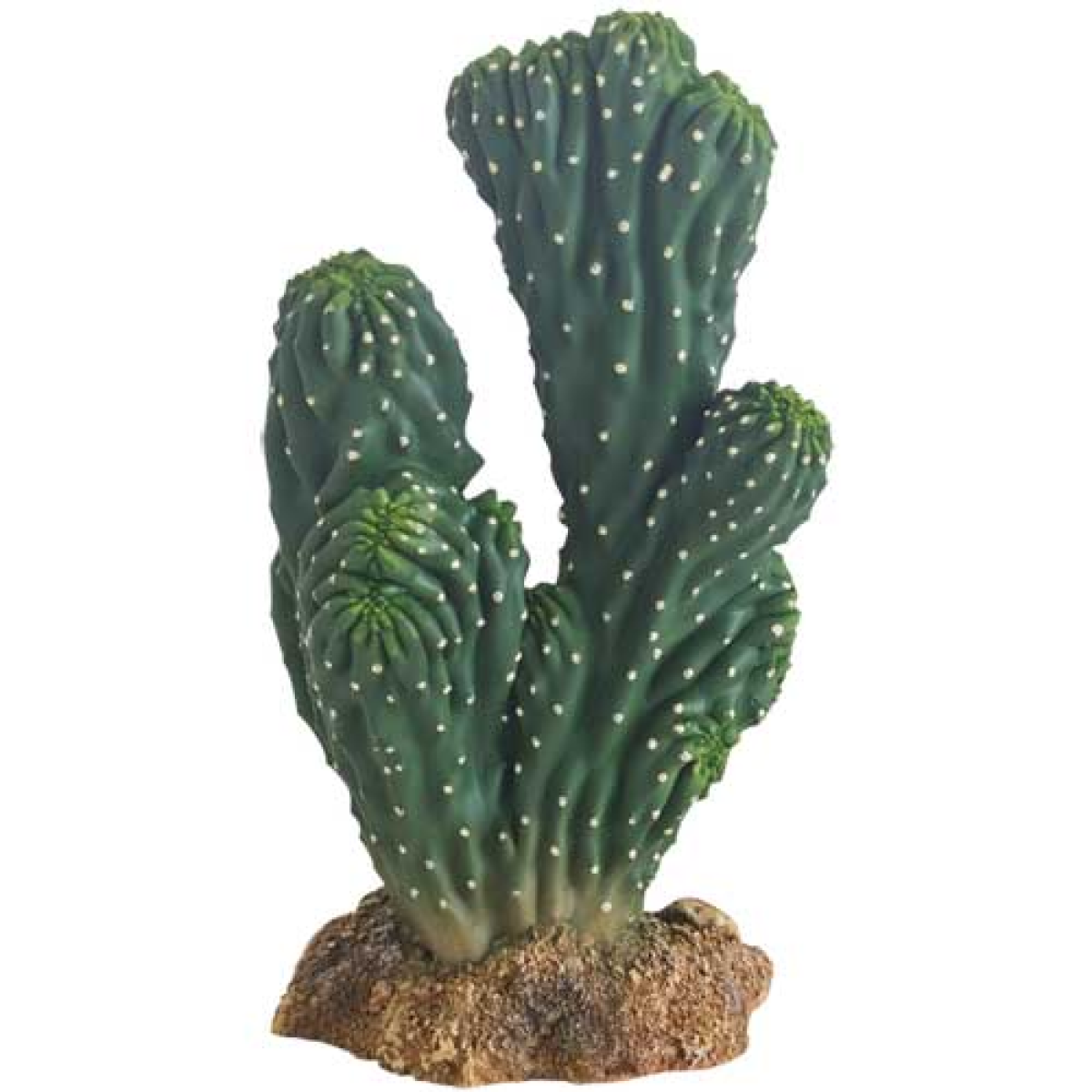 Cactus Victoria 19 cm