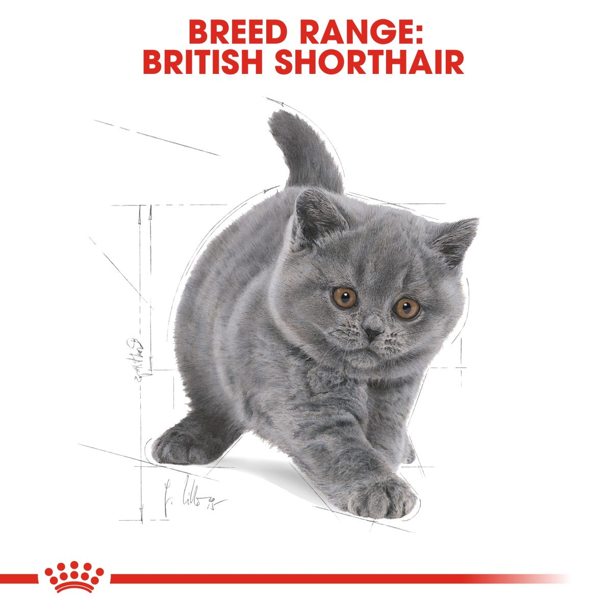 Feline Breed Nutrition British Shorthair Kitten 2 KG