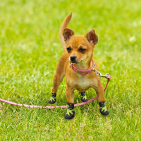 Thumbnail for Outdoor Dog Shoes - Green / 2XL