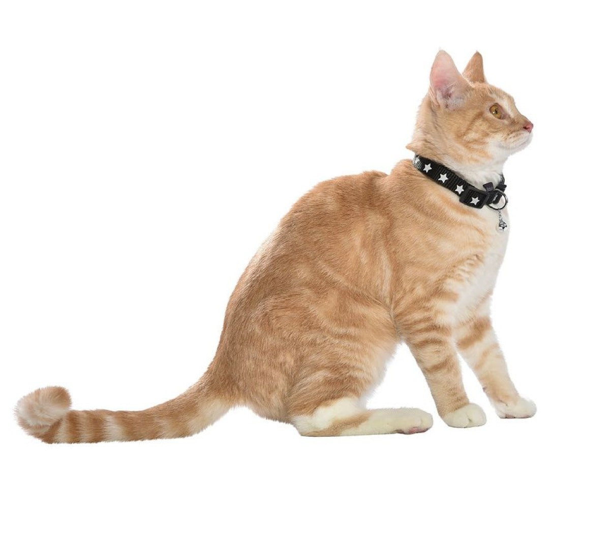 Midnight Cat Collar - Black