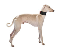 Thumbnail for Levrier Oscar Collar - Red / Small