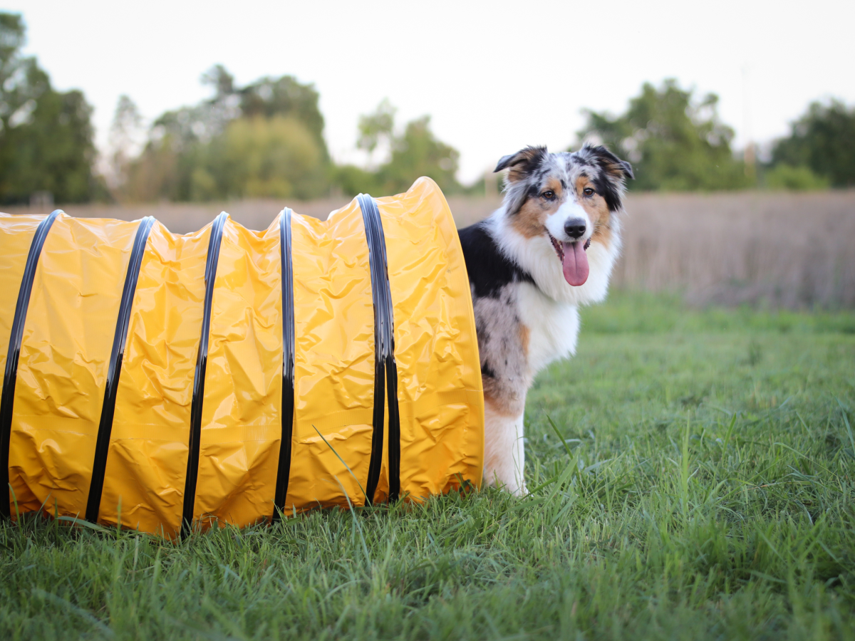 Professional Sack Tunnel