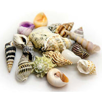 Thumbnail for Sea Shells Large in Deco Glass Jar 1 L