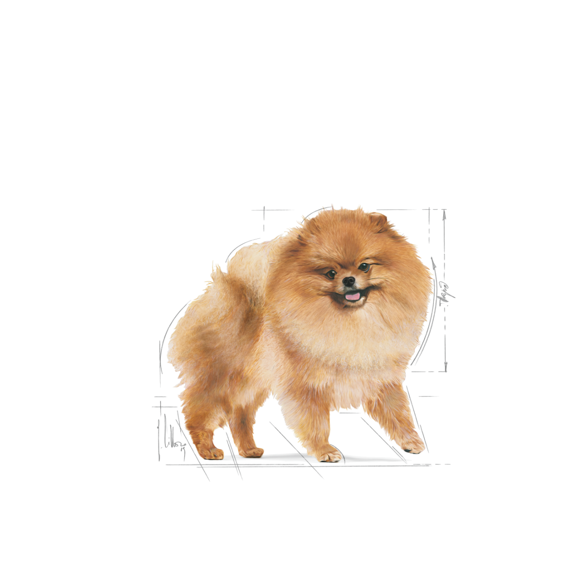 Breed Health Nutrition Pomeranian Adult 1.5 KG