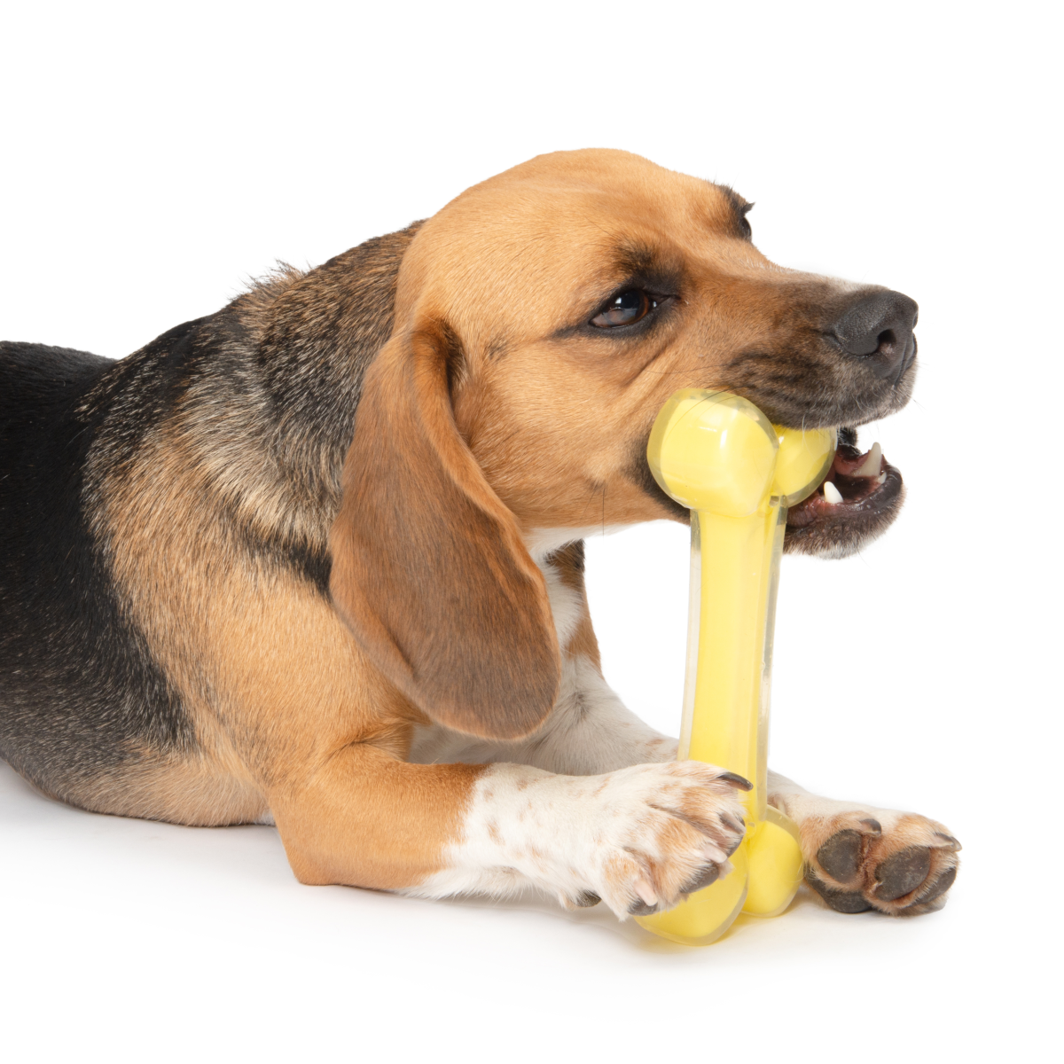 Zeus Duo Bone, 18cm, Yellow, Coconut Scent