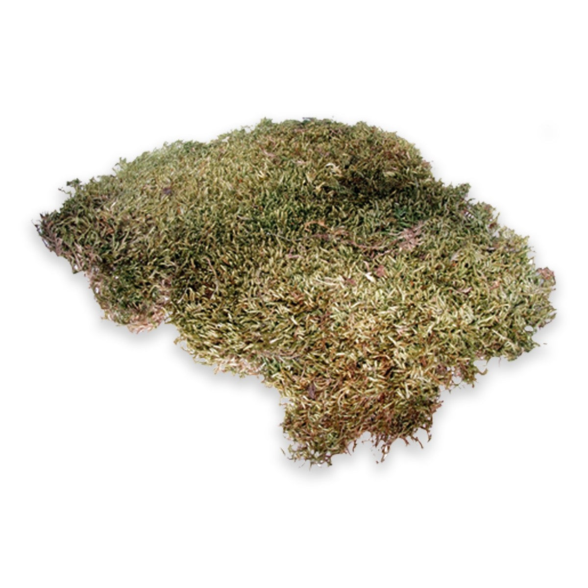 Terrano Natural Moss