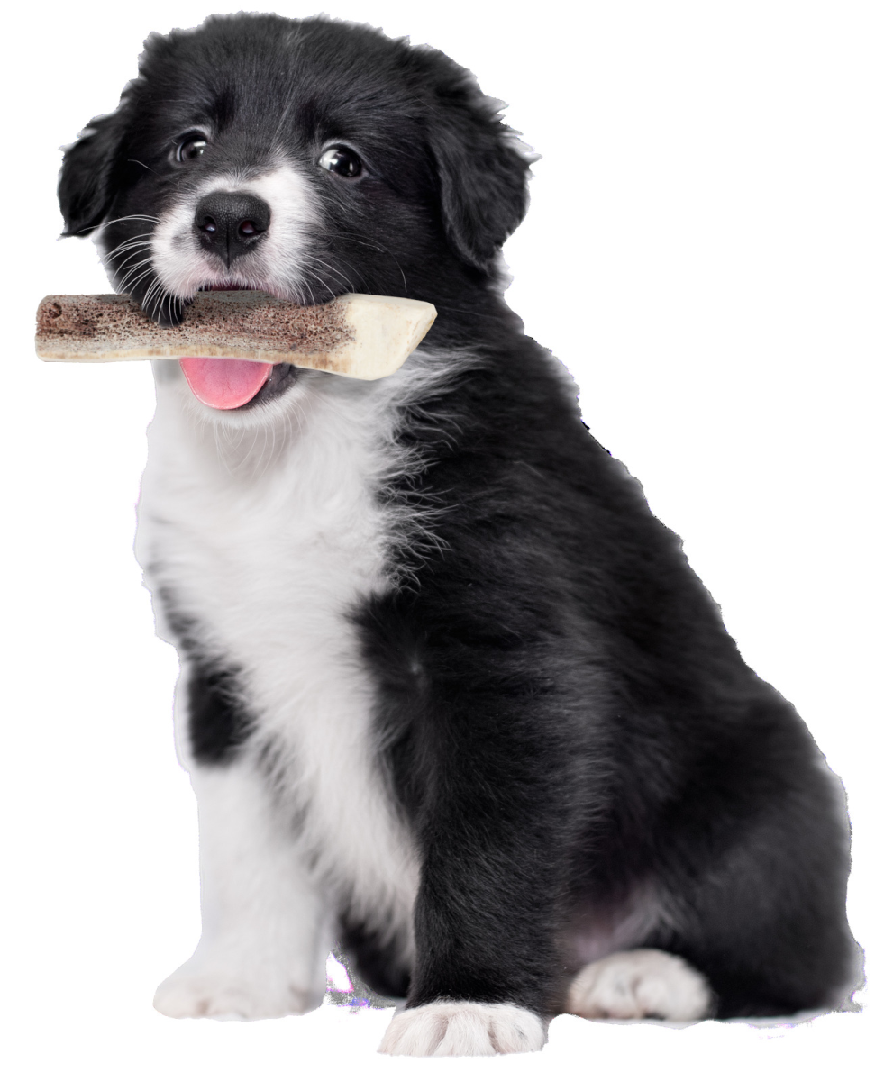 Natural Deer Antler for Puppy