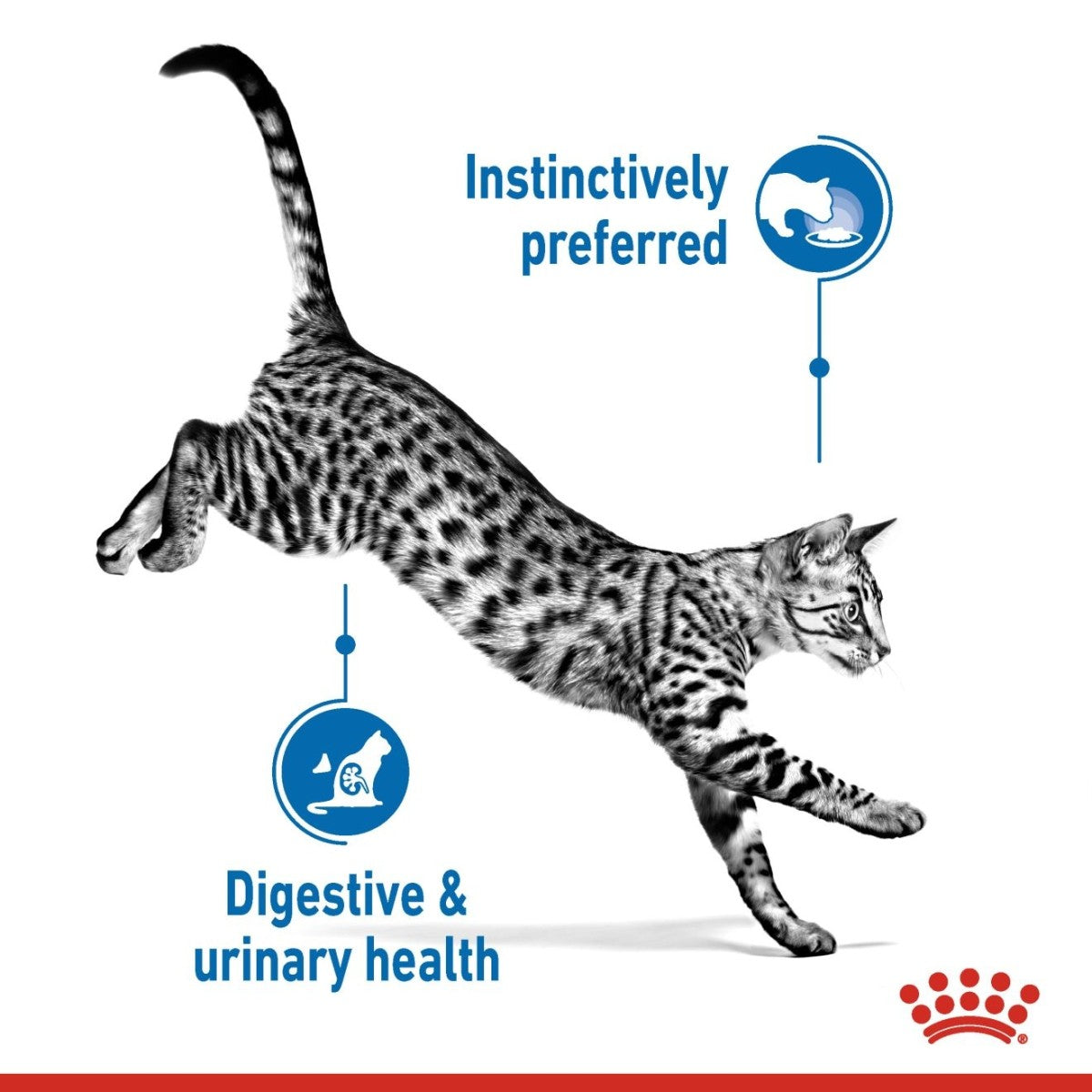 Feline Health Nutrition Indoor Jelly (WET FOOD - Pouches) 12 x 85g