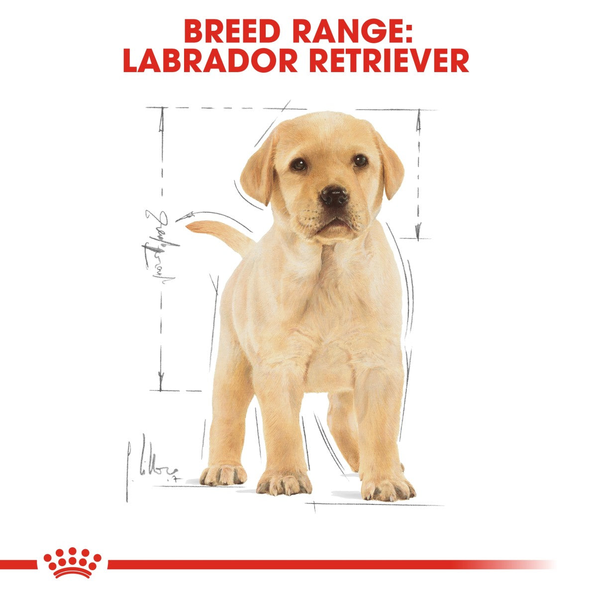 Breed Health Nutrition Labrador Puppy 3 KG