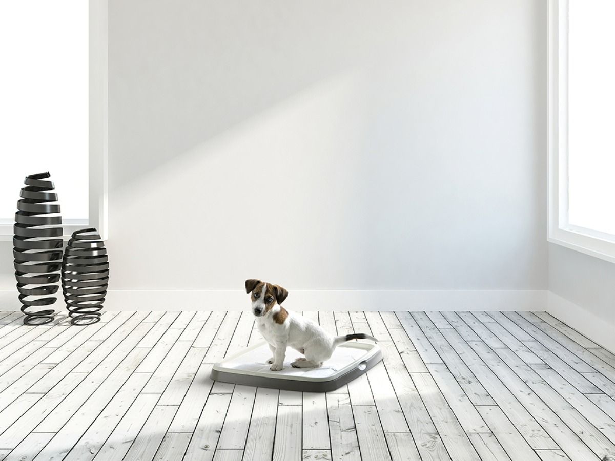 Savic Puppy Trainer Starter Kit - Medium