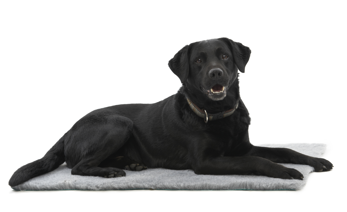 KRUUSE Vet Bed Grey, 75 x 50 cm