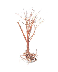 Thumbnail for Photinia Wood - Small / 15-25CM / box