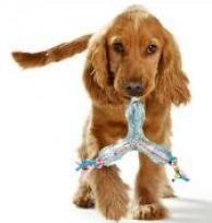 Thumbnail for Hunter Chewing Boomerang Dog Toy - BLUE