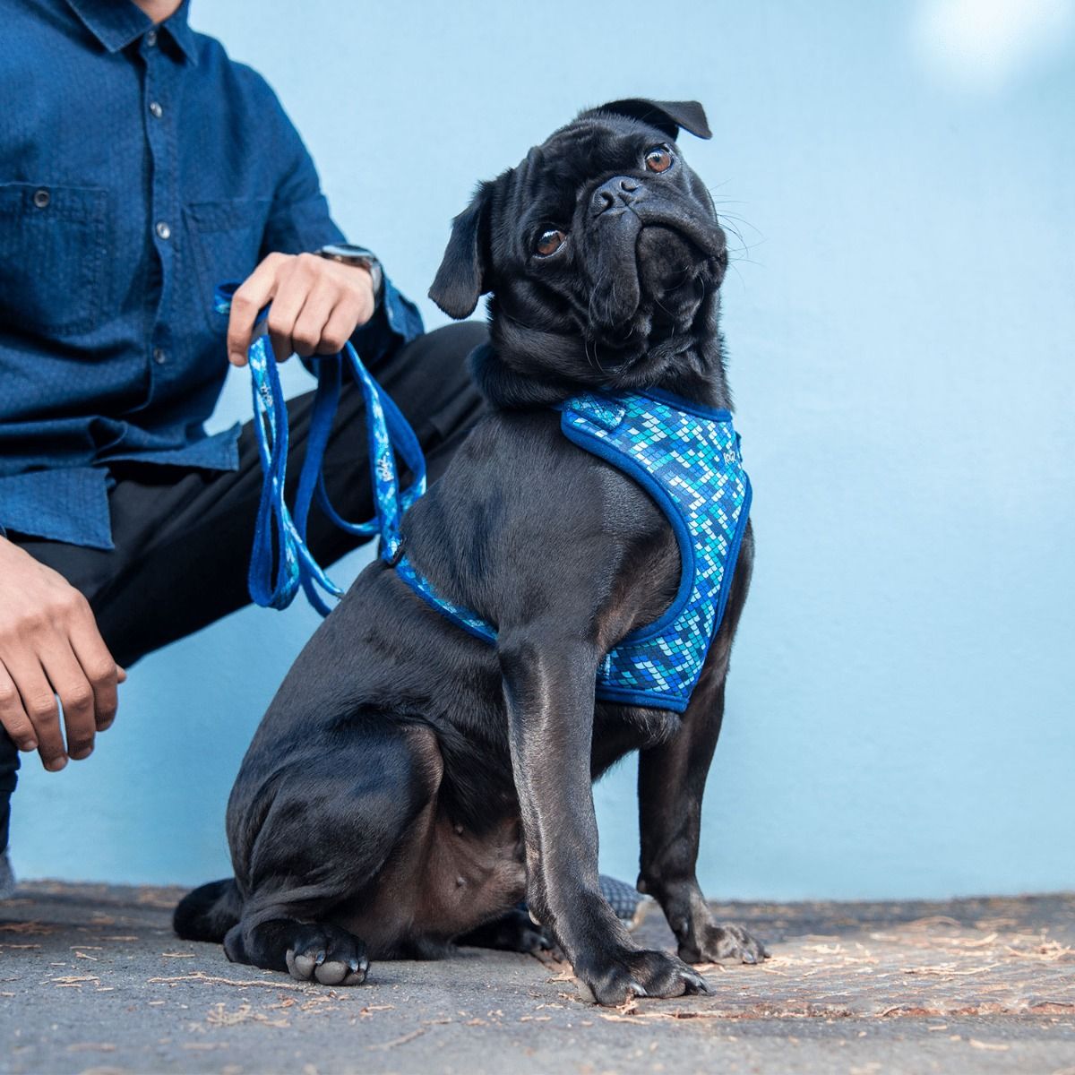 Rogz Fashion Dog Harness - BLUE Medium