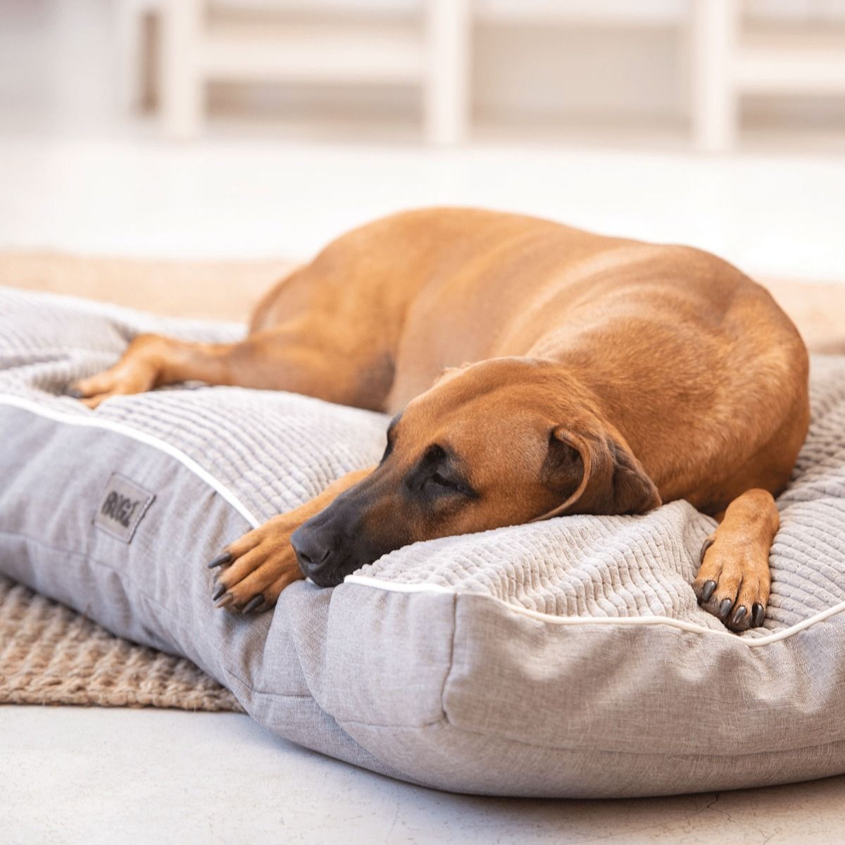 Rogz Indoor Flat Dog Bed - PETROL MEDIUM