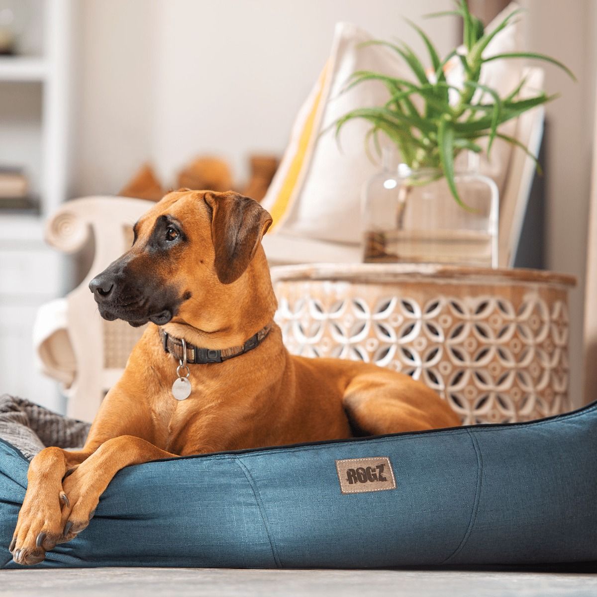 Rogz Indoor Cushion Dog Bed - OLIVE Medium