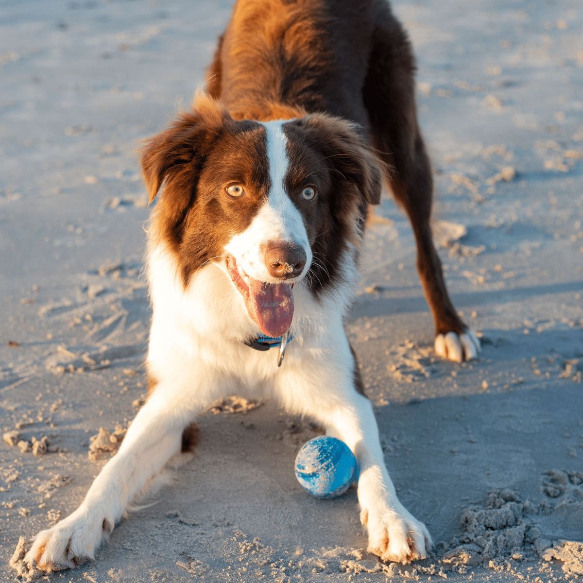 Rogz Squeekz Fetch Ball Dog Toy - RED