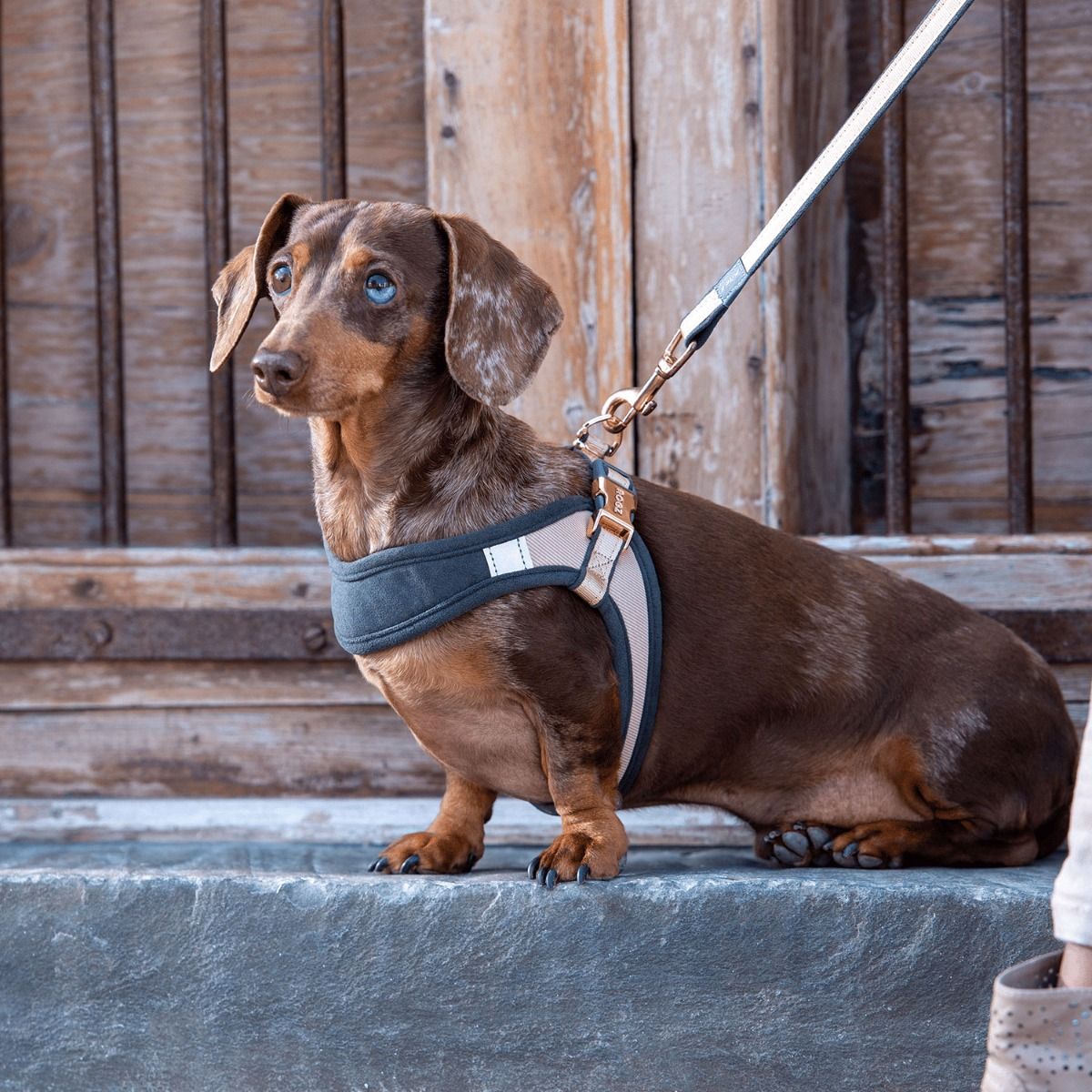 Rogz Urban Fast-Fit Adjustable Dog Harness - OLIVE Medium