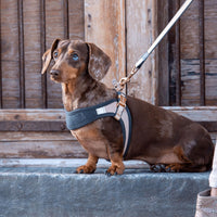 Thumbnail for Rogz Urban Fast-Fit Adjustable Dog Harness - OLIVE MEDIUM