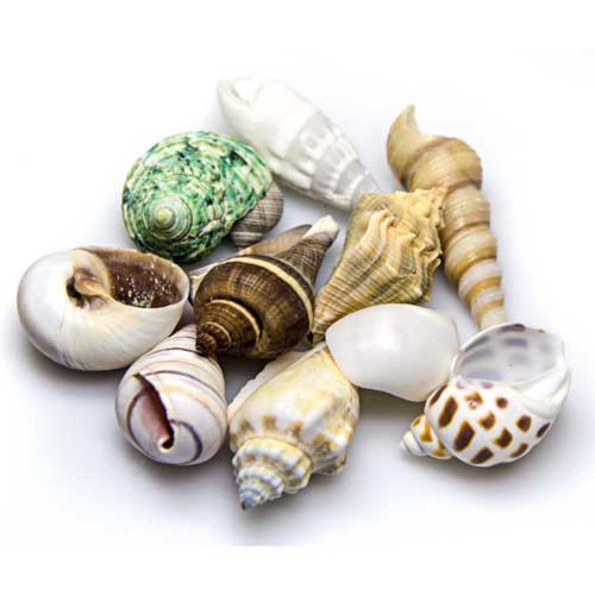 Small Shell Sea Shells small/medium in Deco Glass Jar 1L – VetForest.com