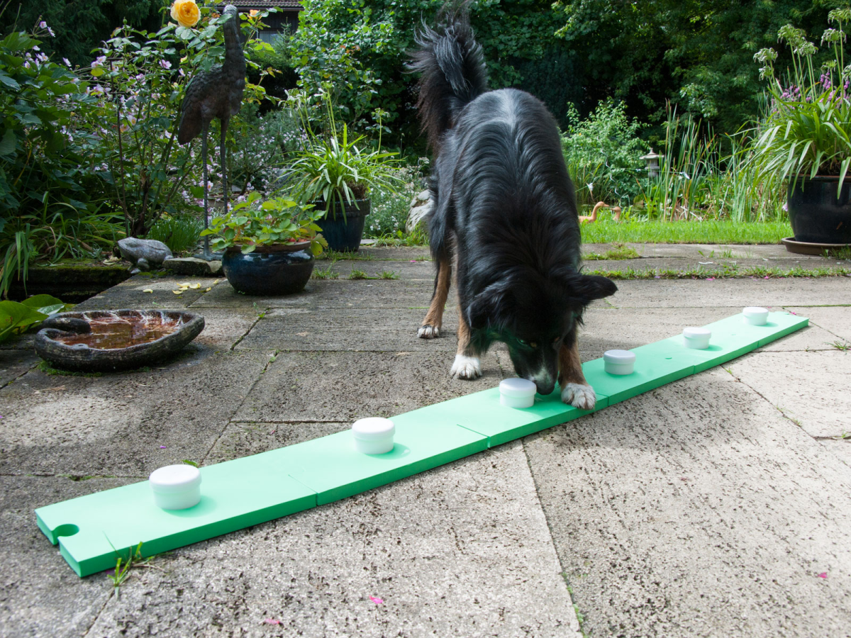 Sniffing Trainer Green
