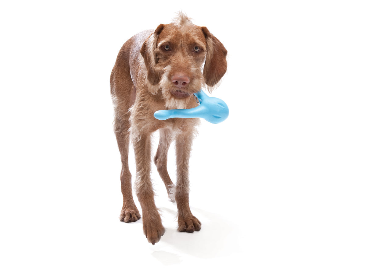 Tizzi Dog Toy - aqua