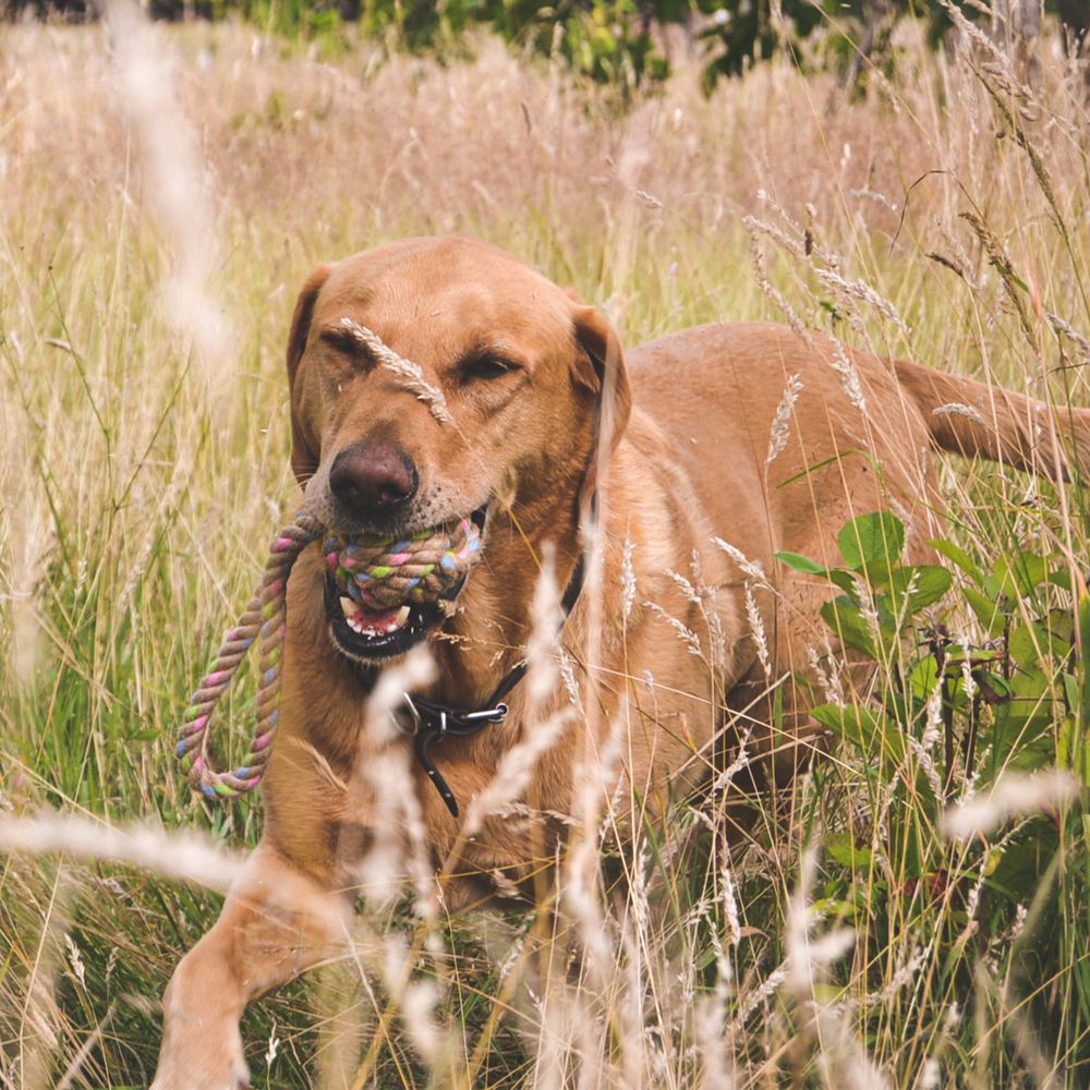 Beco Pets Hemp Rope Ball on Loop Dog Toy - MEDIUM