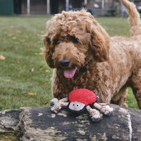 Thumbnail for Beco Pets Rough & Tough Spider Recycled Dog Toy - RED MEDIUM