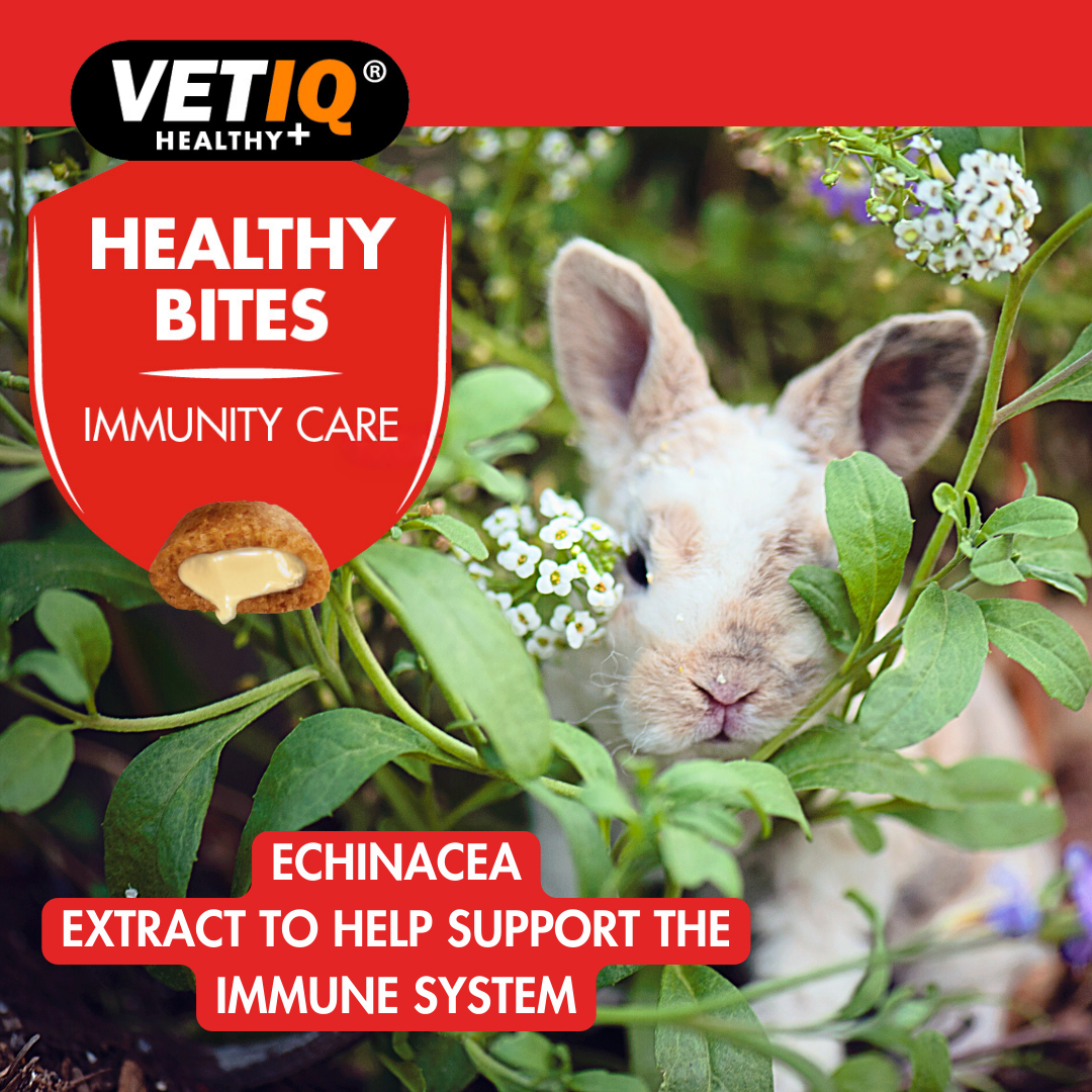 VetIQ Healthy Bites Immunity Care Small Animal Treats 30g - 30g