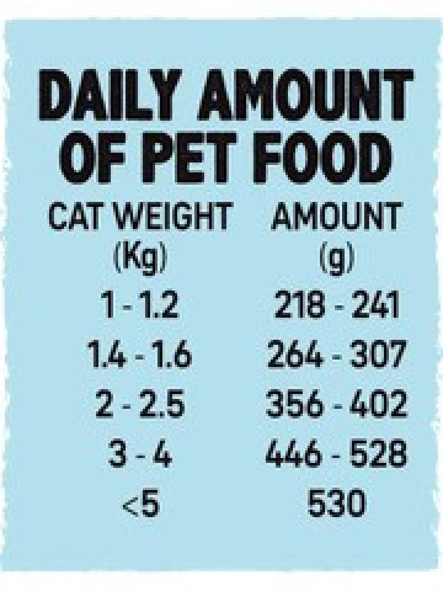 Wet Food for Kittens Salmon, 6 x 100 g cans