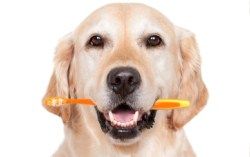 ZIWI Peak Deer Antler Deer Dog Treats - S