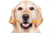 Thumbnail for ZIWI Peak Deer Antler Deer Dog Treats - S